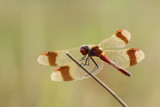 Bandheidelibel
