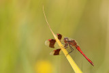 Bandheidelibel