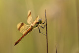 Bandheidelibel