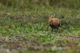 Hop
