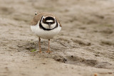 Kleine Plevier