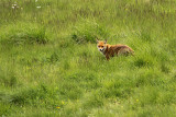 Vos, Rotfuchs