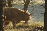 Schotse Hooglander