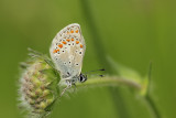 Vals Bruin Blauwtje