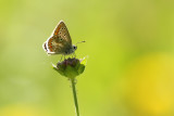 Vals Bruin Blauwtje
