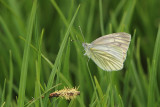 Berg Geaderd Witje