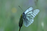 Groot Geaderd Witje