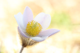 Pulsatilla vernalis