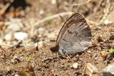 Gewone Dauwerebia