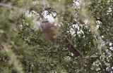 Arabian Babbler (Turdoides squamiceps)