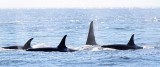 Orca - Killer Whale (Orcinus orca)