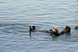 Morro Bay