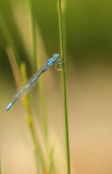 Zuidelijke waterjuffer - Coenagrion caerulescens