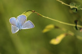 Wikkeblauwtje - Polyommatus amandus