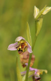 Bijenorchis - Ophrys apifera