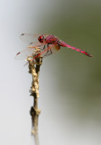 Purperlibel -Trithemis annulata  