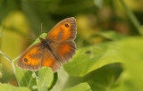 Oranje zandoogje  - Pyronia tithonus ♂