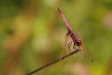 Purperlibel ♂- Trithemis annulata