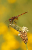 Purperlibel ♀- Trithemis annulata