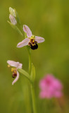 Bijenorchis - Ophrys apifera