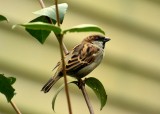  House Sparrow  