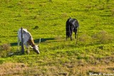 Drive Through Texas 12-2013 02.jpg