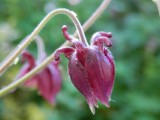 Aquilegia bud