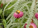 Glasshouse flowers