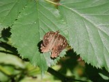 Possibly a ringlet butterfly?