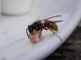 Industrious wasp helps itself to leftovers
