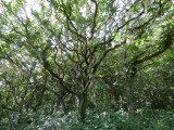 Very wiggly trees (to use the technical term!)