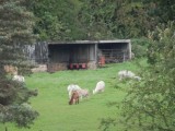 Bakewell llamas