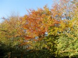 Lovely autumn colour in the garden