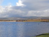 View towards Margam, with geese