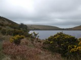Upper Lliw reservoir with gorse