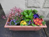 Planter at Dads
