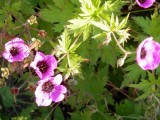 Geraniums