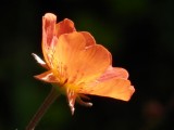 Geum