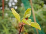 New leaves on greengage
