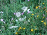 Wildflower border at dusk