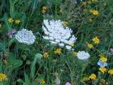 Daucus carota  Wild Carrot ??