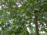 Tulip tree