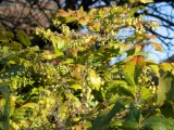 Mahonia