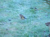 Goldfinch