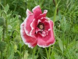 Hatherley Park poppy