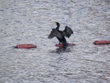 Airing cormorant