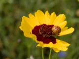 Coreopsis tinctoria (tickweed)