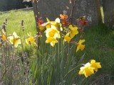 Monday - Spring daffs near Bakewell Church