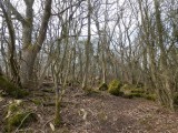 Masson Hill woods