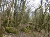 Masson Hill woods